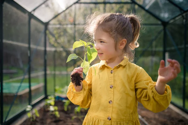 Little girl smelling pepper plant, when transplanting it in eco greenhouse, learn gardening. — Stock Photo, Image