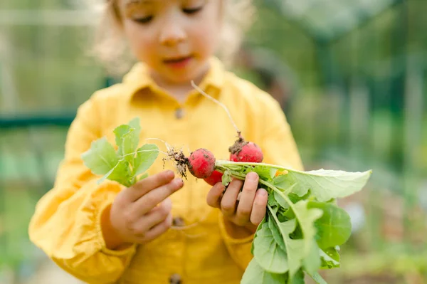 Niña cosechando rábano orgánico en invernadero ecológico en primavera, estilo de vida sostenible. — Foto de Stock