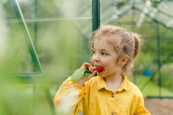 Little girl eating harvested organic radish in eco greenhouse in spring, sustainable lifestyle. — Stok fotoğraf