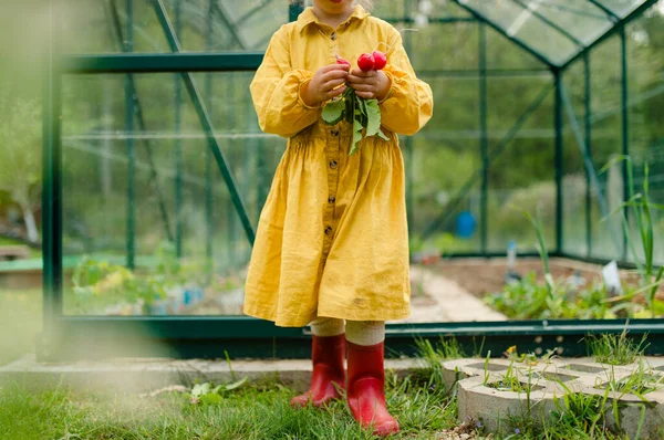 Niña cosechando rábano orgánico en invernadero ecológico en primavera, estilo de vida sostenible. —  Fotos de Stock