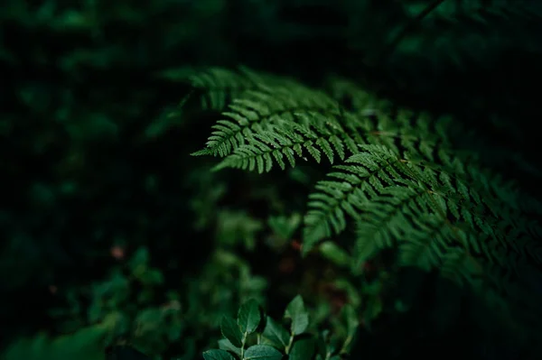 Koyu Tonlu Yeşil Eğrelti Otu Yapraklı Bir Makro — Stok fotoğraf