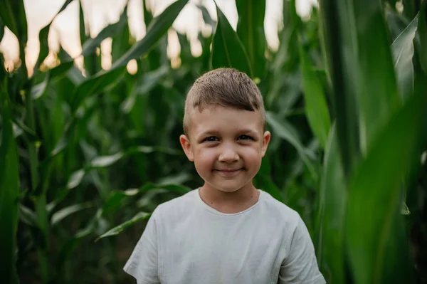 Little Boy Standing Field Corn Summer — Stock Photo, Image