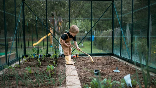 Malý Chlapec Stará Skleník Rostliny Kope Půdu Učí Zahradničení — Stock fotografie