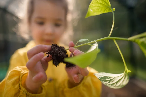 Close Little Girl Touching Soil Plant Replanting — Stock Photo, Image