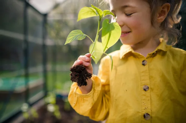 Little Girl Smelling Pepper Plant Transplanting Eco Greenhouse Learn Gardening — Stok Foto