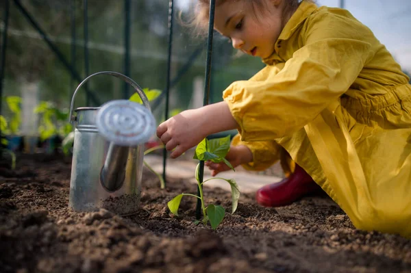 一个小女孩在生态温室里种植有机胡椒植物 学习园艺和可持续的生活方式 — 图库照片