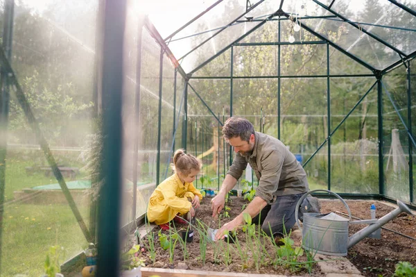 Father Learning His Little Daughter Care Organic Plants Eco Greenhouse — Stock Photo, Image