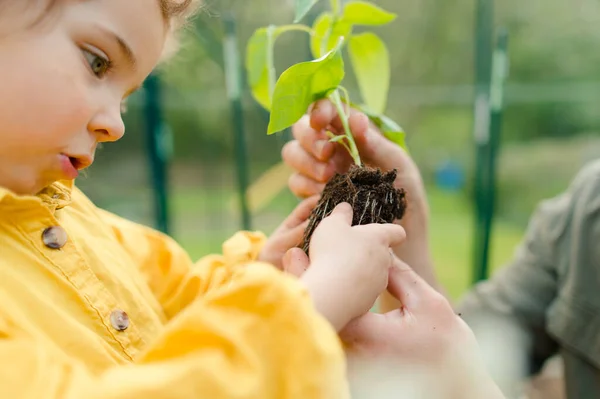 Close Voor Een Klein Meisje Aanraken Bodem Plant Herbeplanting Dad — Stockfoto