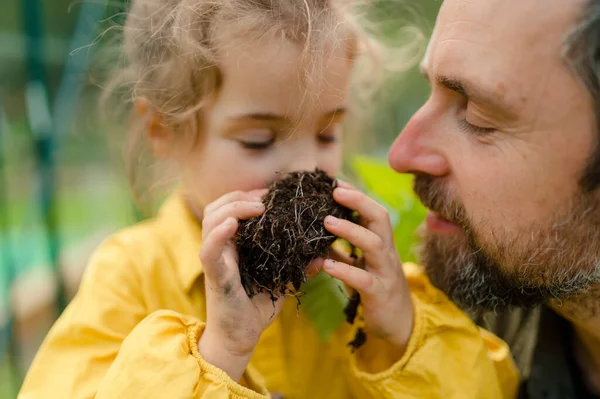 Uma Menina Cheirando Pimenta Planta Com Seu Pai Quando Transplantá — Fotografia de Stock