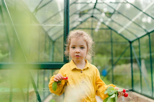 Una Niña Cosechando Degustando Rábano Orgánico Invernadero Ecológico Primavera Estilo — Foto de Stock