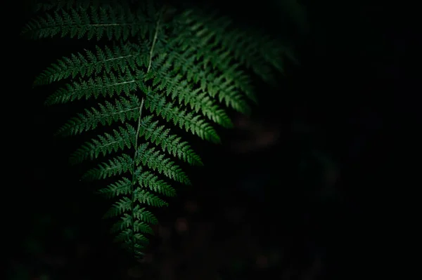 Koyu Tonlu Yeşil Eğrelti Otu Yapraklı Bir Makro — Stok fotoğraf