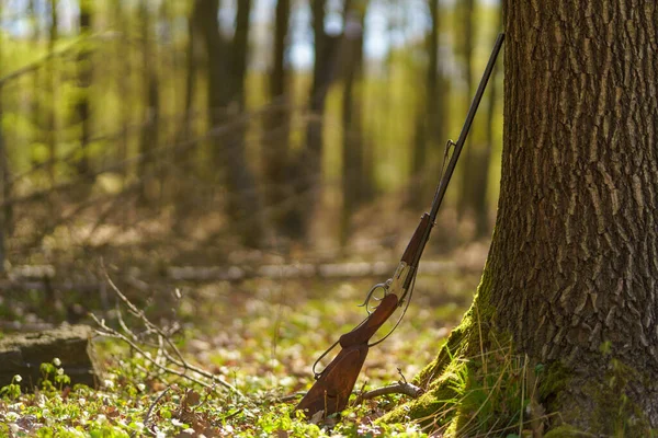 Fusil Chasse Près Arbre Dans Forêt — Photo