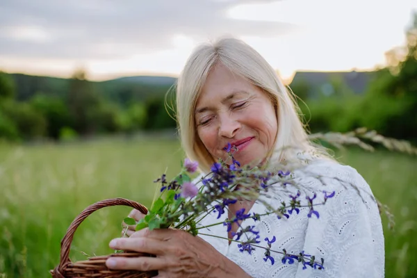 Zbliżenie Starsza Kobieta Wih Kosz Łące Lecie Zbieranie Ziół Kwiatów — Zdjęcie stockowe