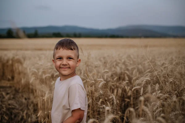 Little Boy Standing Field Wheat Summer — Stok fotoğraf