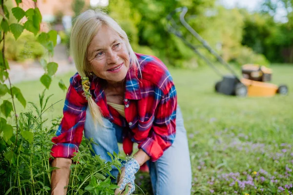 Starsza Kobieta Ogrodnictwo Lecie Opieka Nad Ziołami Koncepcja Prac Ogrodowych — Zdjęcie stockowe