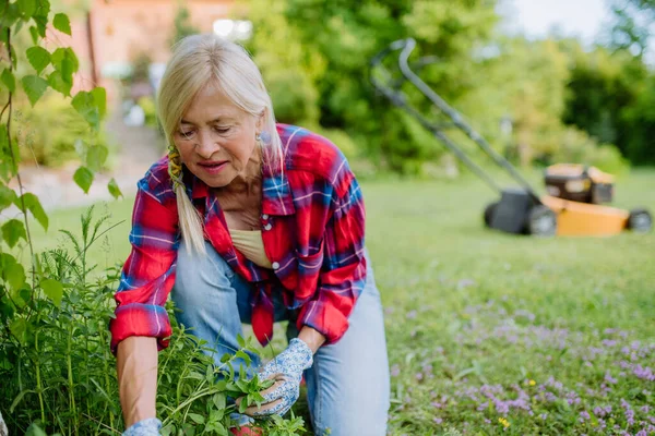 Une Femme Âgée Jardinage Été Prise Charge Des Herbes Concept — Photo