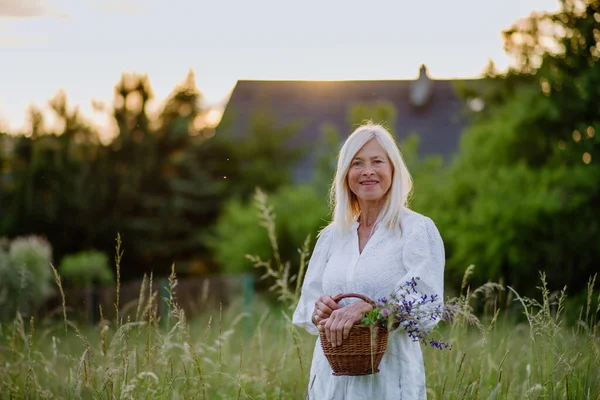 Senior Kvinna Wih Korg Ängen Sommaren Samla Örter Och Blommor — Stockfoto