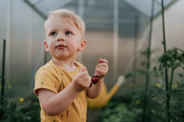 Cute Little Boy Holding Cherries Greenhouse Summer — Fotografia de Stock