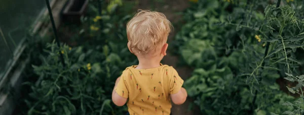 Zadní Pohled Malého Chlapečka Uvnitř Skleníku Farmě — Stock fotografie