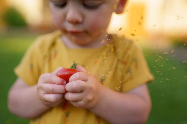 一个可爱的小男孩在花园里吃西红柿 — 图库照片
