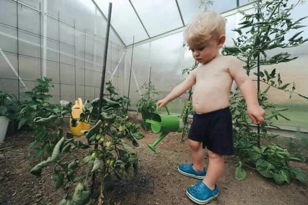 Cute Little Boy Watering Peppers Watering Can Greenhouse Summer — Stok fotoğraf