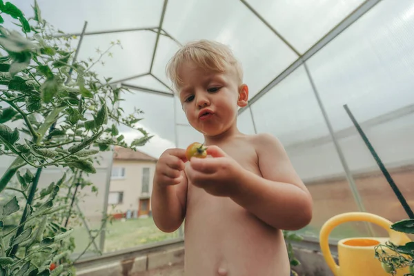 Seorang Anak Kecil Yang Lucu Menumpuk Tomat Rumah Kaca Musim — Stok Foto