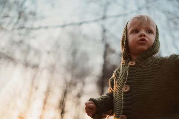 Nízký Pohled Malého Zvědavého Chlapce Procházce Lesem Podzimní Koncept — Stock fotografie