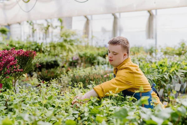 Joven Feliz Empleado Con Síndrome Que Trabaja Centro Jardinería Cuidando — Foto de Stock