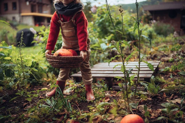 Little Girl Harvesting Organic Pumpkin Eco Greenhouse Spring Sustainable Lifestyle — Stok fotoğraf