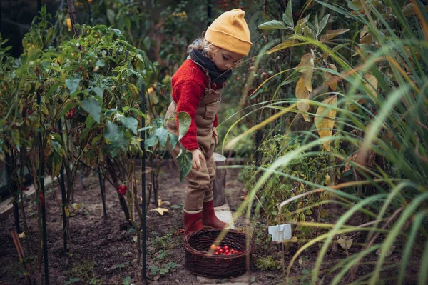 Little Girl Harvesting Bio Tomatoes Her Basket Family Greenhouse — Stok fotoğraf