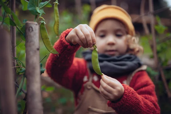 Little Girl Eating Harvested Organic Peas Eco Greenhouse Spring Sustainable — стоковое фото