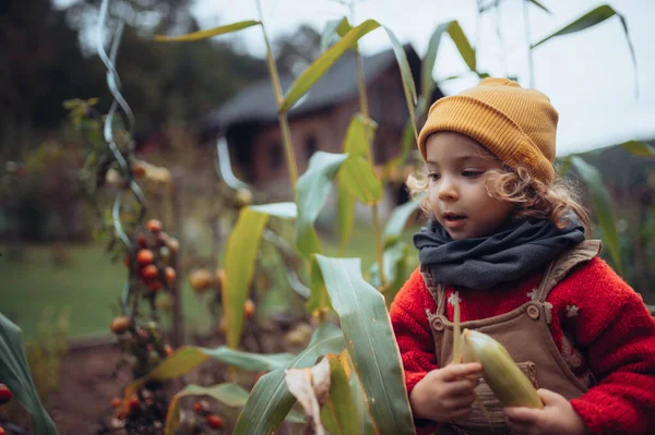 Gadis Kecil Panen Bio Tomat Dan Jagung Dalam Keranjang Sebuah — Stok Foto