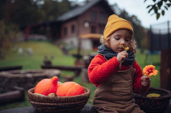 Little Girl Flowers Harvested Organic Pumpkin Eco Greenhouse Spring Sustainable — Foto de Stock