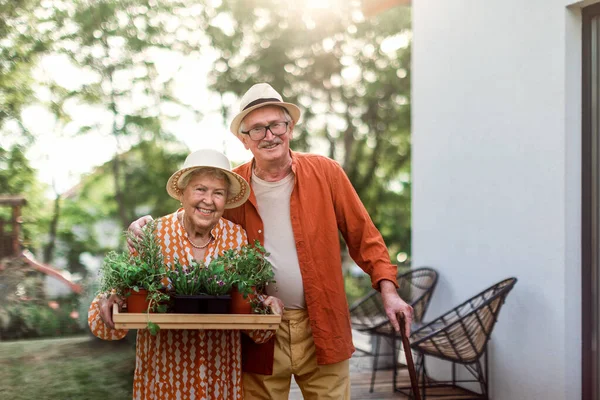 Senior Couple Harvesting Herbs Garden Summer Evening — 스톡 사진