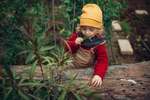 Little Girl Eating Harvested Organic Peas Eco Garden Sustainable Lifestyle — Fotografia de Stock