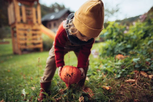 Little Girl Harvesting Organic Pumpkin Eco Greenhouse Spring Sustainable Lifestyle – stockfoto