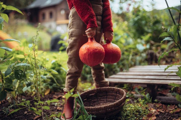Little Girl Autumn Clothes Harvesting Organic Pumpkin Her Basket Sustainable — Stok fotoğraf