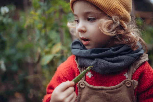 Little Girl Eating Harvested Organic Peas Eco Greenhouse Spring Sustainable — Fotografia de Stock