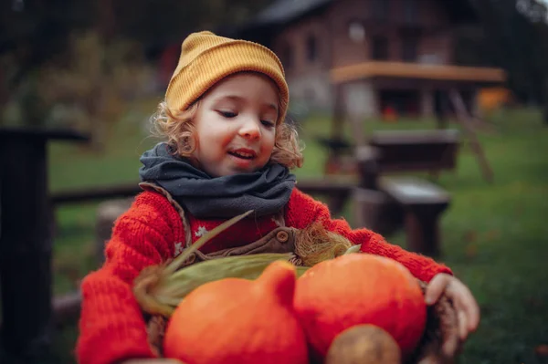 Little Girl Autumn Clothes Harvesting Organic Pumpkin Her Basket Sustainable — Fotografia de Stock