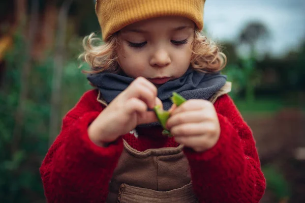 Little Girl Autumn Clothes Eating Harvested Organic Peas Eco Garden — Stok fotoğraf