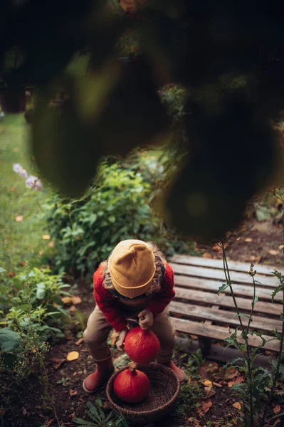 Маленькая Девочка Осенней Одежде Собирает Органическую Тыкву Корзине Устойчивый Образ — стоковое фото
