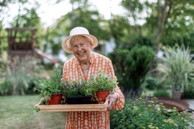Senior woman harvesting herbs in her garden during sunny summer evening, holding tray with herbs and smiling.