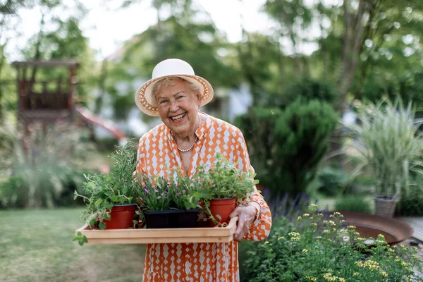 Старшая Женщина Собирает Травы Своем Саду Солнечный Летний Вечер Держа — стоковое фото