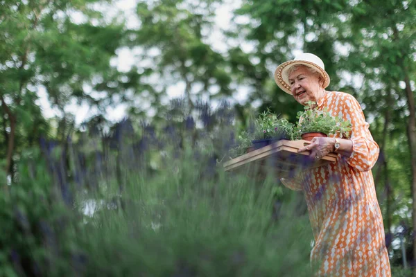 Senior woman harvesting herbs in her garden during sunny summer evening, holding tray with herbs and smiling. Low angle view.