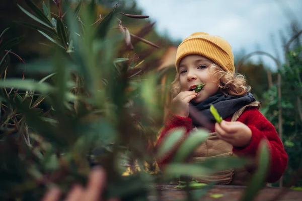Little Girl Autumn Clothes Eating Harvested Organic Peas Eco Garden — Fotografia de Stock