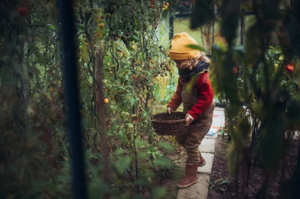 Little Girl Harvesting Bio Tomatoes Her Basket Family Greenhouse — Stockfoto