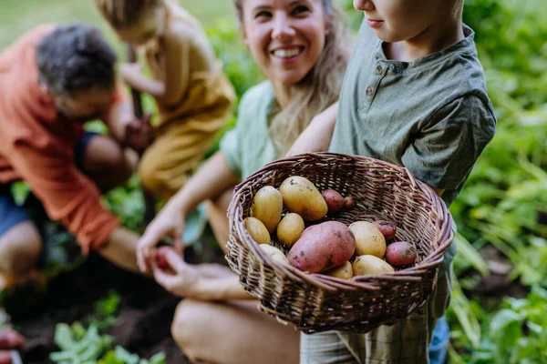 Farmer Family Harvesting Potatoes Garden Summer — Stok Foto