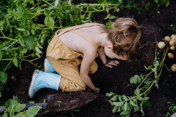 Little Girl Harvesting Potatoes Garden — Stockfoto