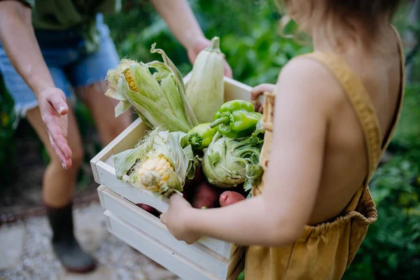 Little Girl Holding Crate Fresh Harvest Standing Greenhouse Giuving Molther — Stock Photo, Image