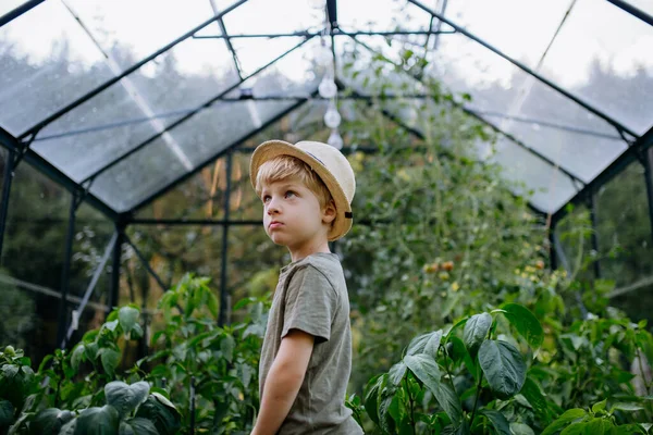 Little Boy Standing Eco Greenhouse Riping Vegetables — Stockfoto